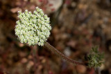 Wild Carrot (<em>Daucus pusillus</em>)