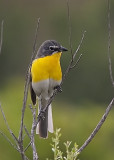 Yellow-breasted Chat