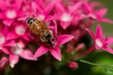 Bee on a flower