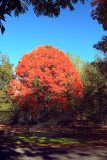 Hell yes, California has fall!