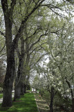 Some of the flora of the Nevada State Capital