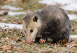 Opossum 0I9I0785.jpg