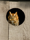 Eastern Screech Owl _I9I9198.jpg