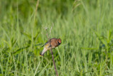 Cedar Waxwing _11R2397.jpg