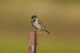 Eurasian Tree Sparrow _I9I4211.jpg