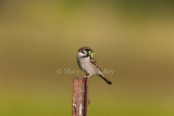 _Eurasian Tree Sparrow _I9I4215.jpg
