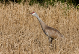 Sandhill Crane _I9I7918.jpg