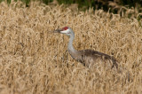 Sandhill Crane _I9I7980.jpg