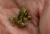 Spring Peeper _11R7031.jpg