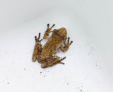 Spring Peeper _11R7082.jpg