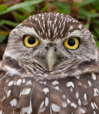 Burrowing Owl _I9I9083c.jpg