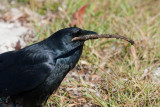 Fish Crow with nesting material  _11R7953.jpg