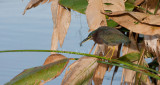 Green Heron _I9I9529.jpg