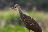 Limpkin _11R9171.jpg