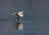 Reddish Egret _11R7388.jpg