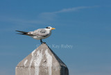 Royal Tern _11R7316.jpg