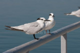 Sandwich and Forsters Terns _11R7258.jpg
