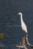 Snowy Egret _11R7657.jpg