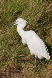 Snowy Egret _I9I1085.jpg