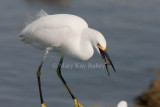 Snowy Egret _I9I8876c.jpg