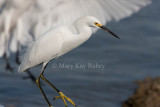 Snowy Egret _I9I8880.jpg