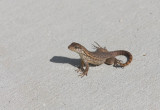 Curly-tailed Lizard _11R8341.jpg