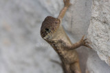 Curly-tailed Lizard _11R8359.jpg