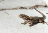 Curly-tailed Lizard _I9I9878.jpg