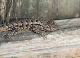 Eastern Fence Lizard _I9I8098.jpg