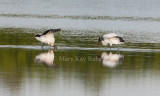 Wood Stork _I9I8743.jpg