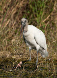 Wood Stork _I9I9357.jpg