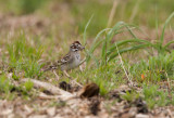 Lark Sparrow w/nest matl. _I9I0833.jpg