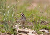 Lark Sparrow w/nest matl. _I9I0842.jpg