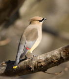 Cedar Waxwing _S9S2071.jpg