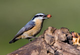 Red-breasted Nuthatch _S9S8238c.jpg