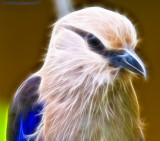 Blue Bellied Roller Take 2