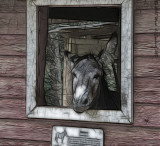 Dont Be A Jackass