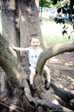 Eli Sitting In the Low Lying Branch of An Old Magnolia Tree On The North Campus.