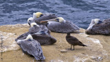Sleeping Pelicans