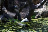 A Bird In A Magical Paradise