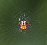 Webbed Wonder