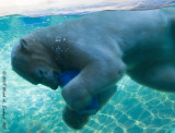 Playful Polar Bear