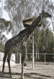 Frac...Tall