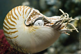 Ancient Sea Creature