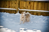 Snow Dog (Lucis)