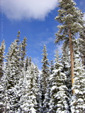 Frosted Pines