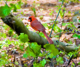Cardinal