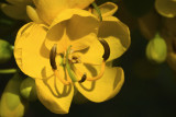 Fassifern001.jpg