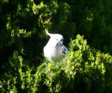 Cockatoo with 400D at 200mm crop