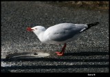 27 april Whitish bird